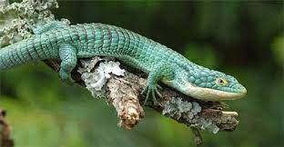 lizards geckos