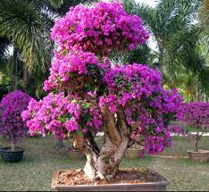 bougainvillea bonsai brilliant or a