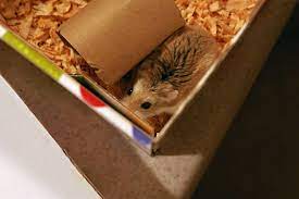 is it ok for a hamster to eat cardboard