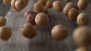 Potatoes Stock Footage Royalty