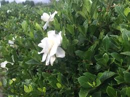 Gardenia Florida 300mm Pot Hedging