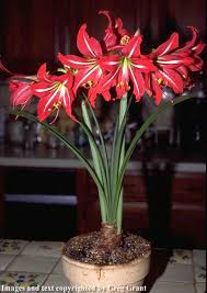 plant answers forcing holiday bulbs
