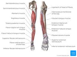 Lower Extremity Anatomy Bones Muscles Nerves Vessels