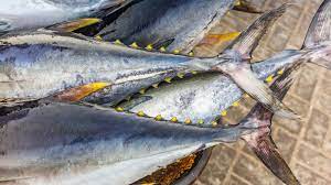 bluefin vs yellowfin tuna what s the