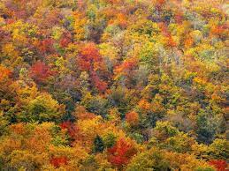 Autumn Colors Pictures | Download Free Images on Unsplash