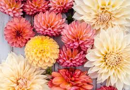 One of my favorites, goes with many colors and has bloomed non stop since july with over 100 flowers from this 1 plant! 33 Types Of Dahlias To Brighten Up Your Garden Ftd Com