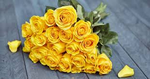 yellow rose meaning what do yellow