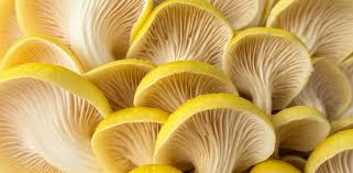 How To Grow Mushrooms The Ultimate