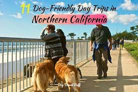 14 best dog friendly day trips in