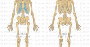 The website is titled get body smart. Pin By Ingrid Walkley On Science Inspirations And Ideas Human Skeletal System Human Body Systems Skeletal System Anatomy