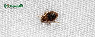 How Long Do Bed Bugs Live Mcdonald