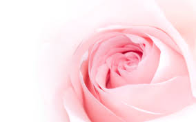 free photo pink rose bloom bspo07