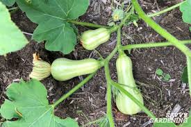 The difference is that summer squash tastes best when harvested young and winter squash tastes best when harvested at full maturity. Harvesting Winter Squash