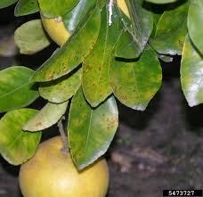 citrus diseases texas plant disease