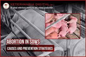 in sows causes and prevention
