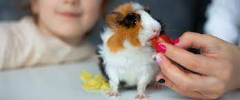 can guinea pigs eat tomatoes to feed