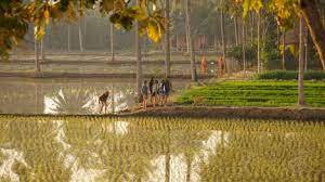 Govt Increases Paddy Msp By A Record Rs 200 A Quintal Other Crops Also  gambar png