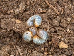grub worm control tips on how to get