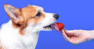 Always give your dog the fresh raspberries. Can Dogs Eat Strawberries Updated January 2021 Pumpkin Pet Care