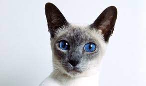 1 recognizing russian blue characteristics. Siamese Cat Breed Information