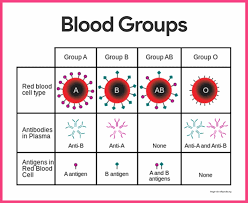 blood anatomy and physiology study