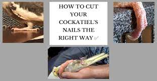 how to cut a atiels nails the right