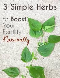 Antioxidants like folate and zinc may improve fertility for both men and women ( 3. 3 Herbs For Fertility To Help Boost Your Odds For Getting Pregnant Naturally