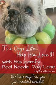 diy pool noodle dog cone because