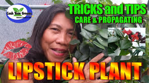 lipstick plant propagation tips and