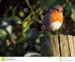 Robin Redbreast A British Garden Bird In The Spring Stock
