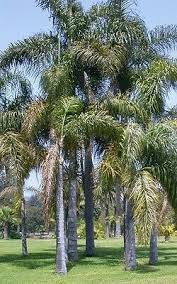 A wide variety of queen palm options are available to you, such as plastic, fiberglass. Syagrus Romanzoffiana Queen Palm 5 X Large Seeds Tropical Palm Tree Ebay