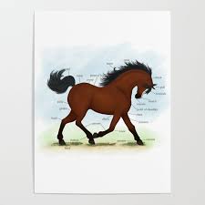 Bay Pony With Blaze Horse Anatomy Chart Poster By Mozartini