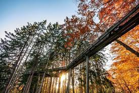 this epic midwest canopy walk is the