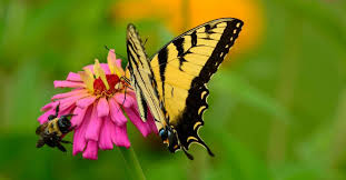 What flowers attract butterflies but not bees? Draw Pollinators Like Bees Birds Butterflies To Your Garden