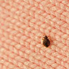 how to check for bed bugs and what to