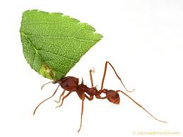 leafcutter ants evolved from farmers