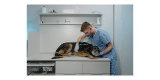 hemangiosarcoma in dogs and cats petmeds