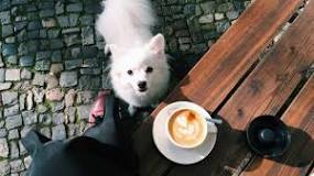 can-dogs-have-coffee-with-milk