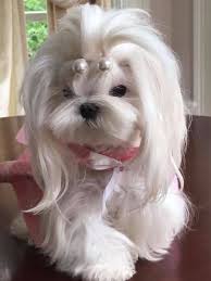 Check spelling or type a new query. 15 Maltese Haircuts Hairstyles White Fluffy And Looking Fabulous