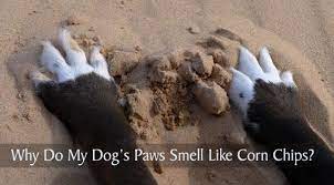 paws smell like corn chips