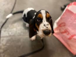 Basset hound puppies for sale from reputable dog breeders. Coronavirus Blues Have Some Williamsburg Residents Adopting Forever Friends The Virginia Gazette