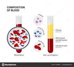vector diagram blood composition red