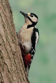 We did not find results for: Pied Woodpecker The British Birds
