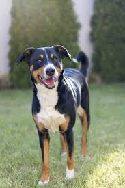 Der berner sennenhund ist ein kräftiger hund, der bis zu 70 cm schulterhöhe erreicht. Appenzeller Sennenhund Erziehung Und Besonderheiten