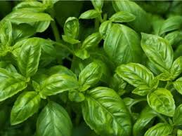 How To Grow Basil Plants In Your Garden