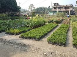 Green Decorative Nursery Plant