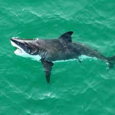 great white sharks located near
