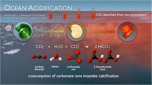 ocean acidification national oceanic