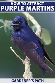 Attract Purple Martins To Your Garden