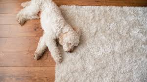 area rug cleaning west concord ma